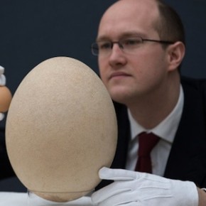 Самое большое яйцо в мире