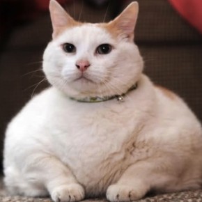 Рекорд: невероятно толстая домашняя кошка