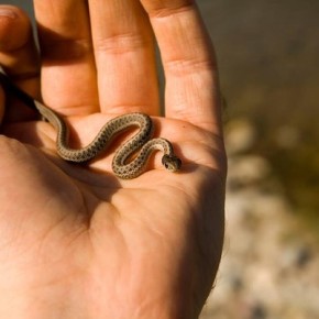 Самая маленькая змея